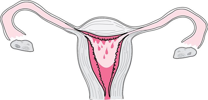 What a period looks like on the inside of your body