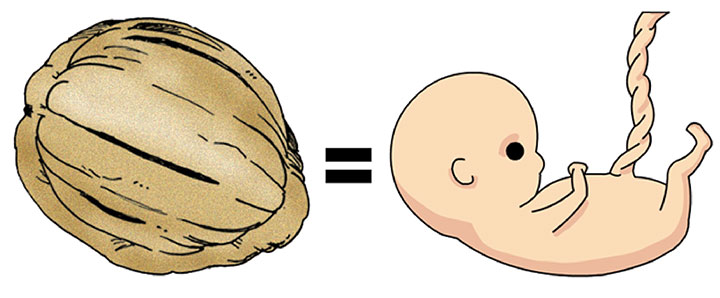 Baby and walnut